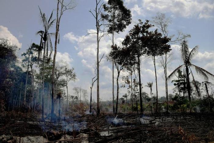 Burnt and charred trees smoulder in the Amazon rainforest in Brazil's Rondonia state