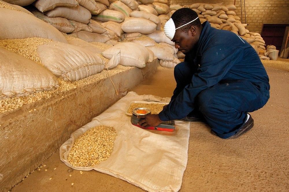 Stored maize being inspected