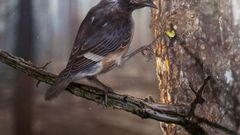 Why did this extinct bird have such a weird, long toe?