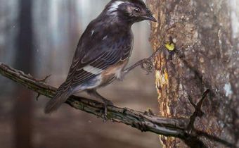 Why did this extinct bird have such a weird, long toe?