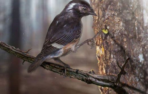 Why did this extinct bird have such a weird, long toe?