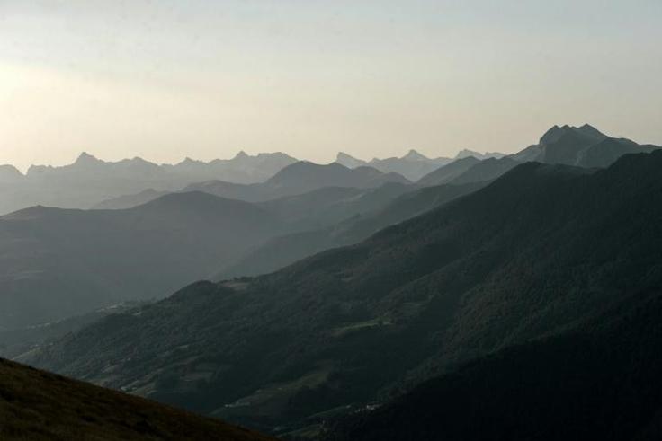 Around 50 bears now roam the mountains that separate France and Spain