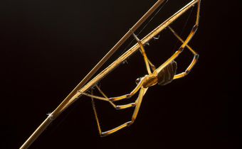 How Does a Male Black Widow Find a Mate? Follow the Other Guys