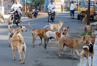 Stray dogs