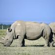 Fatu (R), 19, and her mother Najin, 30, are are the last of the subspecies of white rhino, and live under 24-hour armed guard