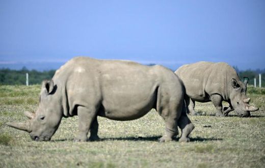 Fatu (R), 19, and her mother Najin, 30, are are the last of the subspecies of white rhino, and live under 24-hour armed guard