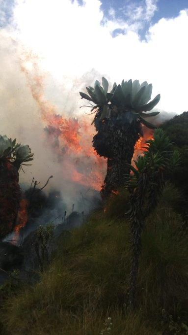 Fire rages in the Aberdare Forest