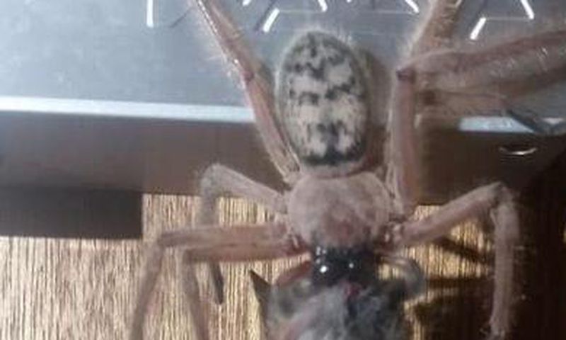 This Spider Is Here to Haunt Your Dreams