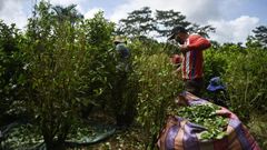 Peasants harvest coca leaves in Vallenato, a rural area of the Tumaco municipality in Colombia's southwest Narino department in 2018