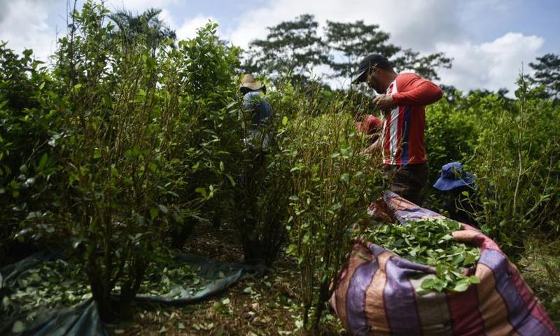 Peasants harvest coca leaves in Vallenato, a rural area of the Tumaco municipality in Colombia's southwest Narino department in 2018