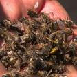 Russian beekeepers south of Moscow have been seeing their bees die off en masse due to what they believe is improper sraying of an insecticide that is still legal in Russia but has been banned in the EU