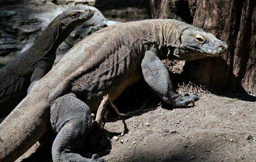 A cluster of islands in the eastern part of Indonesia are home to nearly 2,900 Komodo dragons, pictured here at Surabaya Zoo