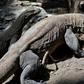 A cluster of islands in the eastern part of Indonesia are home to nearly 2,900 Komodo dragons, pictured here at Surabaya Zoo