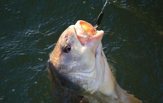 Watch Dr. Pimple Popper 'Fish' for a Pilar Cyst