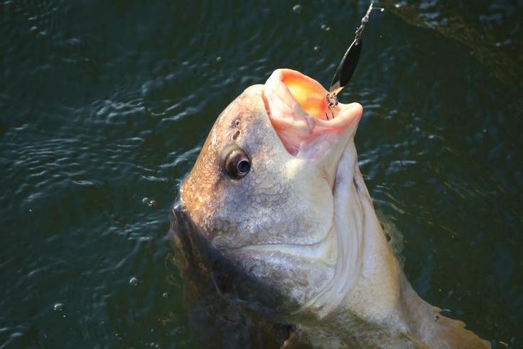 Watch Dr. Pimple Popper 'Fish' for a Pilar Cyst