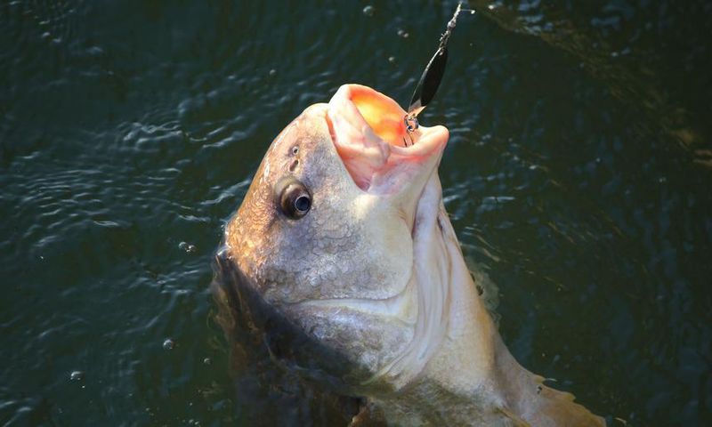 Watch Dr. Pimple Popper 'Fish' for a Pilar Cyst
