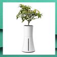 This Self-Watering Planter Gives You A Green Thumb