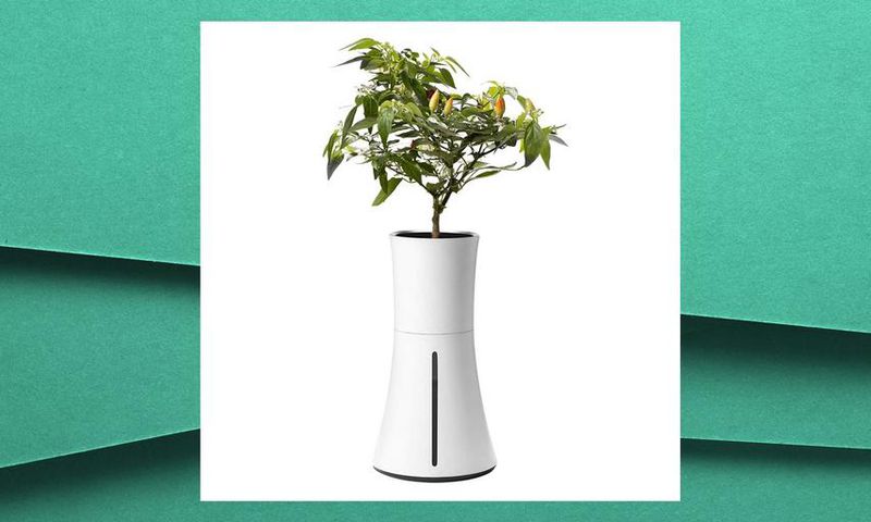 This Self-Watering Planter Gives You A Green Thumb