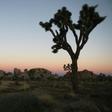 Joshua Tree National Park, pictured in January 2019, is home to the greatest concentration of Joshua trees