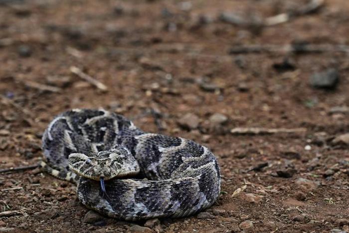 Nigeria has many snakes, including venomous vipers, spitting cobras and puff adders such as the one pictured here. It is not known what type of snake disrupted a parliament sitting in Nigeria's Ondo State