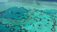 The Great Barrier Reef faces multiple threats to its survival