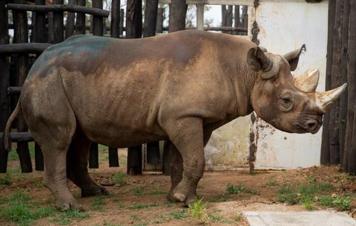 Conservation efforts have brought the black rhino population back up to around 5,000