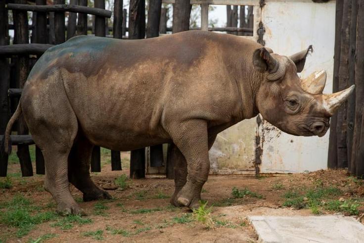 Conservation efforts have brought the black rhino population back up to around 5,000