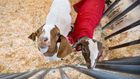 Toddler dies from E. Coli linked to contact with animals at San Diego County Fair