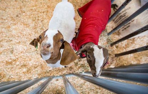 Toddler dies from E. Coli linked to contact with animals at San Diego County Fair