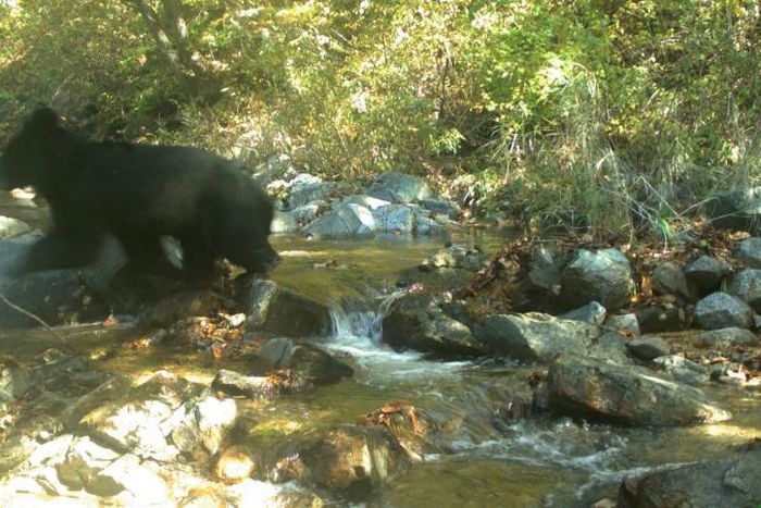While some soldiers have reported seeing bears in the DMZ, it was the first time one had been photographed
