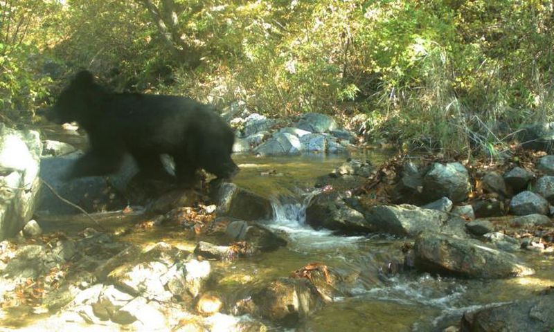 While some soldiers have reported seeing bears in the DMZ, it was the first time one had been photographed