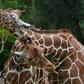 Biologists say giraffes are bisexual. In some groups, 90 percent of the acts observed are in fact homosexual in nature