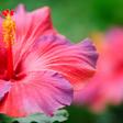 Dr. Pimple Popper Rips Out 'Hawaiian Lipoma'