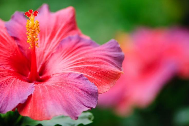 Dr. Pimple Popper Rips Out 'Hawaiian Lipoma'