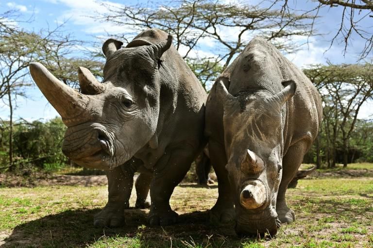 The sanctuary houses the world's last two northern white rhinos, Najin and her daughter Fatu, seen in their enclosure in the private conservancy of Ol-Pejeta in Nanyuki