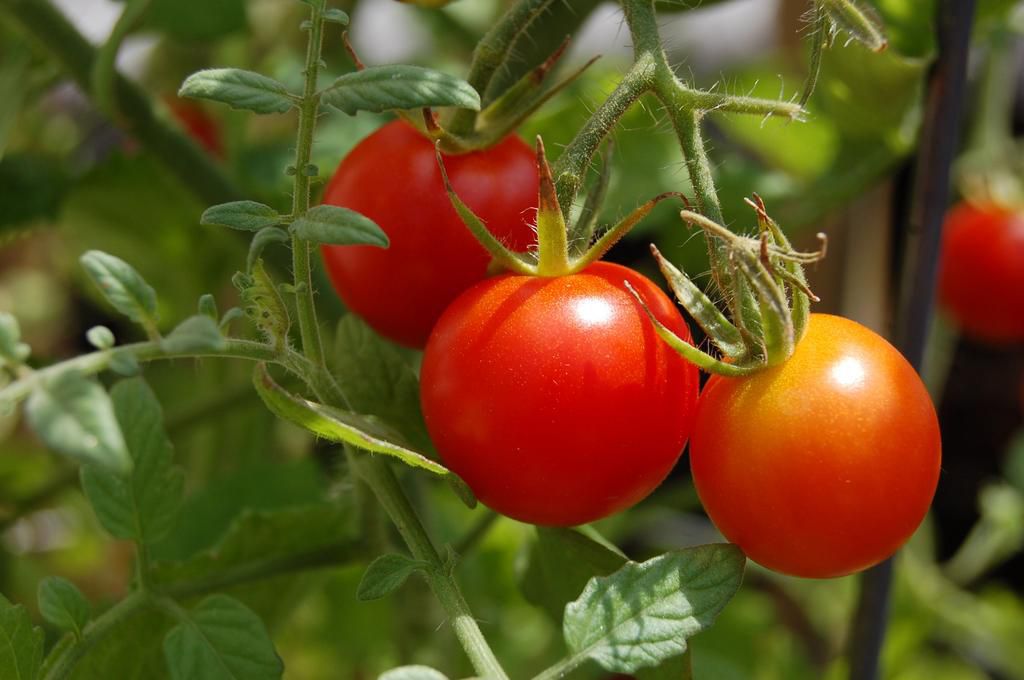 18 Foods That Will Help You Survive Cold and Flu Season