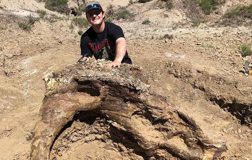 Triceratops Skull, 65 Million Years Old, Unearthed by College Student, 23
