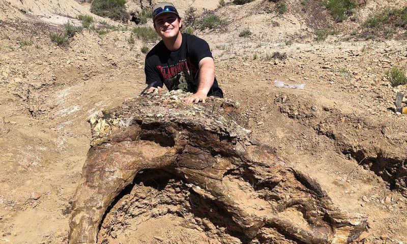 Triceratops Skull, 65 Million Years Old, Unearthed by College Student, 23