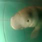 The newly named dugong 'handsome prince of the sea', recently washed ashore in Thailand, is now in rehabilitation