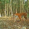 The Tiger census was conducted on 1,656 square kilometres (640 square miles) of forest in 2018 and used camera traps to count the big cats