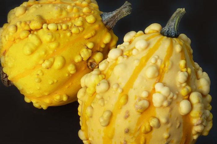 Dr. Pimple Popper Just Teased Her New Season