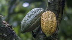 Two cocoa pods, which can each hold some 30 to 40 cocoa beans that are used to make chocolate