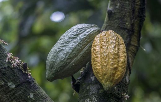 Two cocoa pods, which can each hold some 30 to 40 cocoa beans that are used to make chocolate