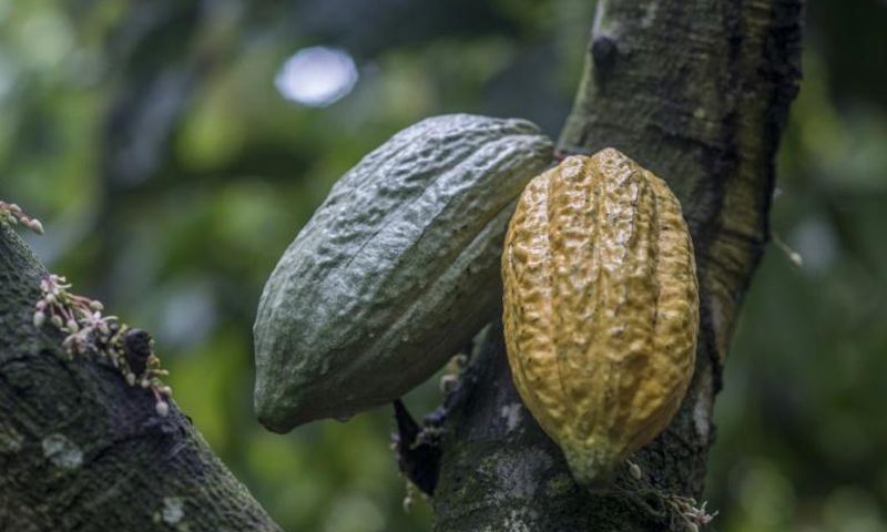 Two cocoa pods, which can each hold some 30 to 40 cocoa beans that are used to make chocolate