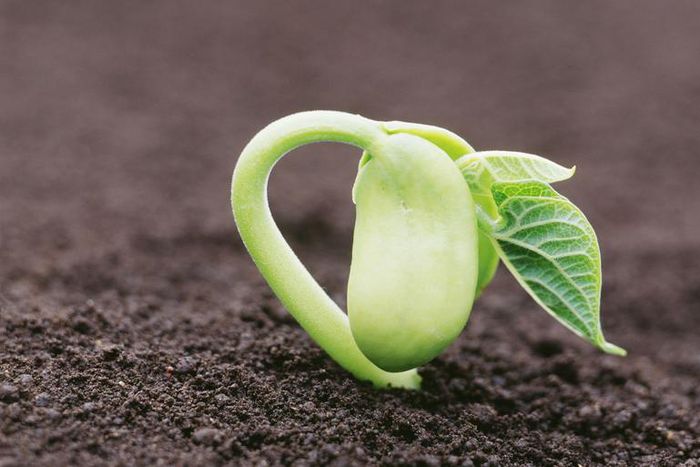 Dr. Pimple Popper Popped 'Magic Bean' Cyst