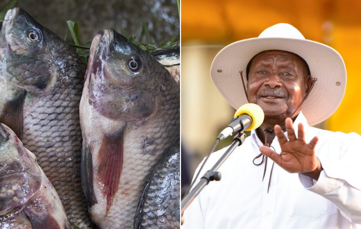 Museveni's men are making us eat raw fish - President Uhuru Kenyatta receives urgent appeal from Busia fishermen