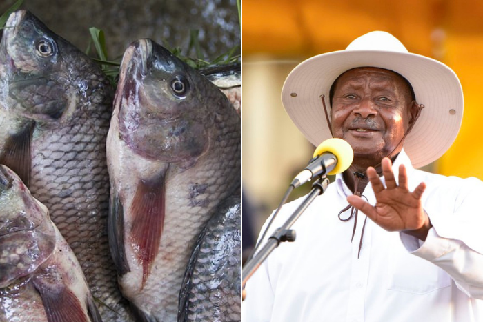Museveni's men are making us eat raw fish - President Uhuru Kenyatta receives urgent appeal from Busia fishermen