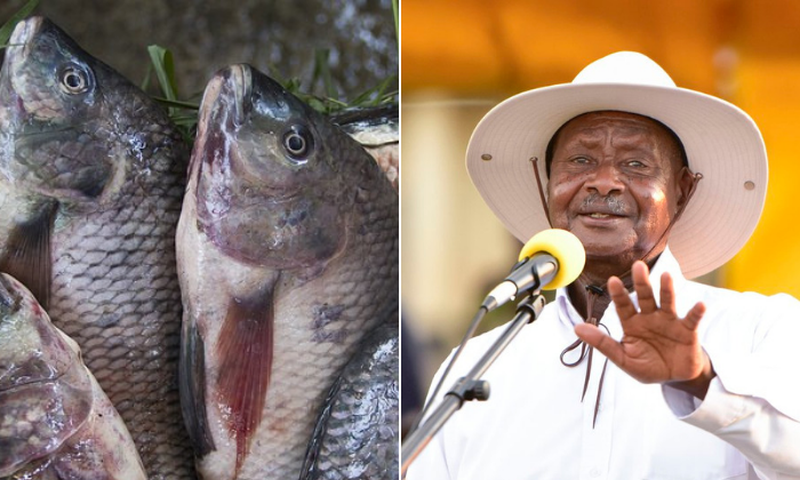 Museveni's men are making us eat raw fish - President Uhuru Kenyatta receives urgent appeal from Busia fishermen