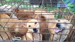 Sonko reveals plans to open dog meat market