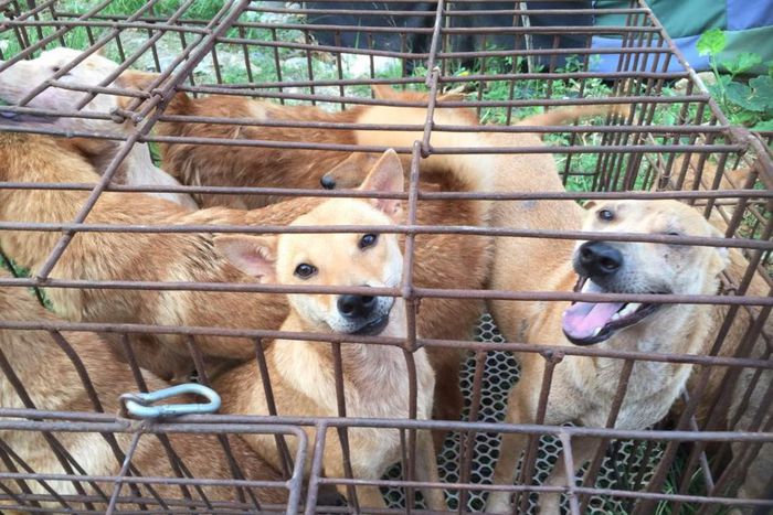 Sonko reveals plans to open dog meat market